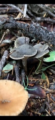 Spodocybe