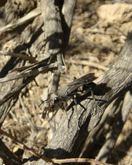 Stangeella cyaniventris