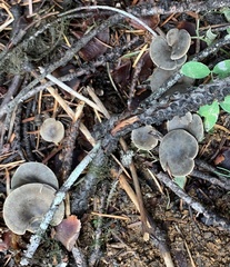 Spodocybe