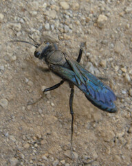 Stangeella cyaniventris