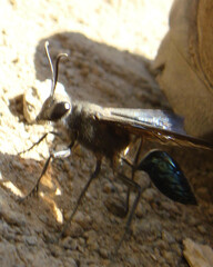 Stangeella cyaniventris