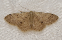 Idaea pilosata