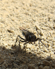Stangeella cyaniventris