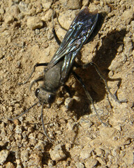 Stangeella cyaniventris