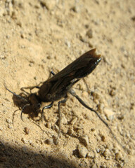 Stangeella cyaniventris
