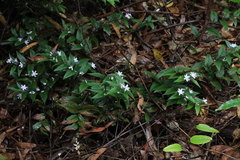 Tripladenia cunninghamii