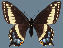 Papilio indra