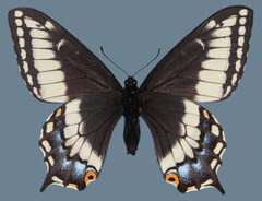 Papilio indra