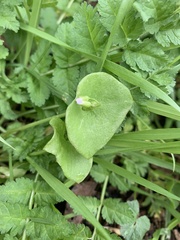 Claytonia perfoliata