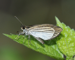 Apaustus gracilis