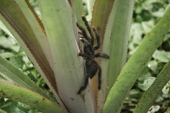 Avicularia avicularia
