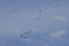 Plegadis chihi