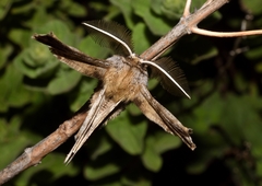 Apochima flabellaria