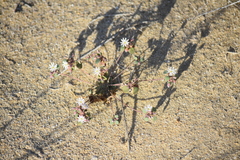 Drymaria holosteoides