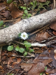 Lagenophora strangulata