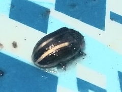 Calligrapha californica