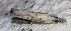 Fissicrambus quadrinotellus