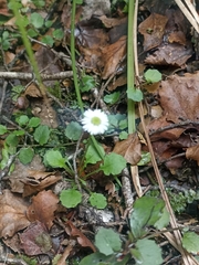Lagenophora strangulata