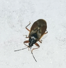 Gastrodes abietum