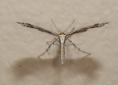 Stangeia xerodes