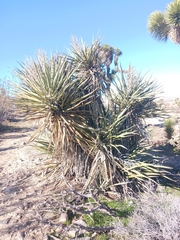 Yucca schidigera