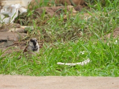 Passer domesticus