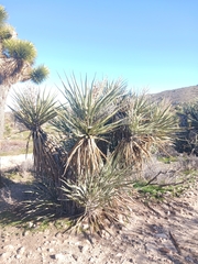 Yucca schidigera