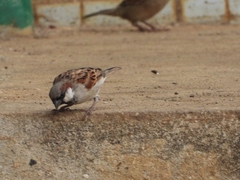 Passer domesticus