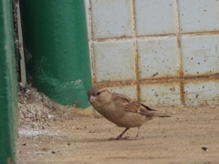 Passer domesticus