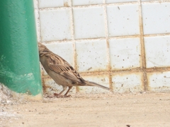 Passer domesticus