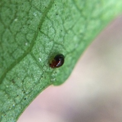 Clambidae