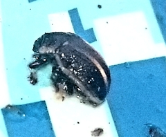 Calligrapha californica