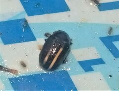 Calligrapha californica