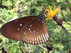 Euploea doubledayi evalida