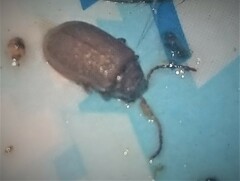 Ptilodactyla