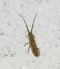 Orchesella flavescens