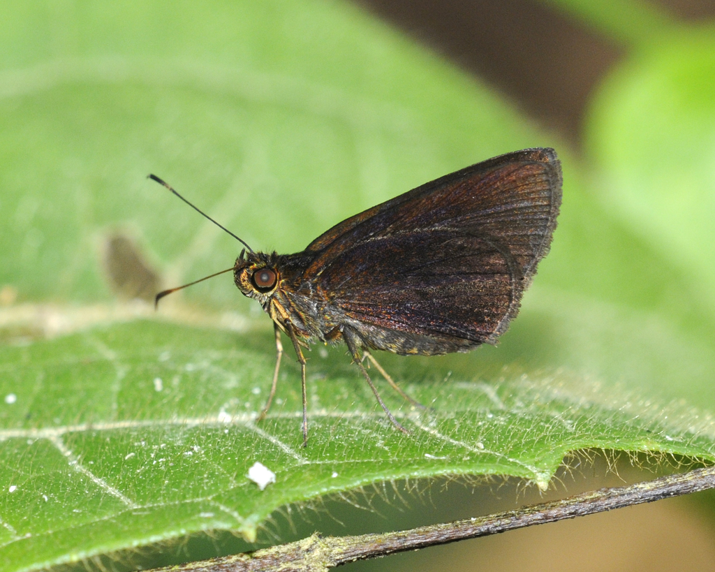 Nastra insignis