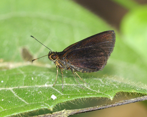 Nastra insignis