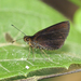 Immaculate Skipper - Photo (c) Roger Rittmaster, some rights reserved (CC BY-NC), uploaded by Roger Rittmaster