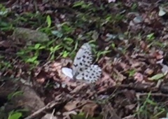 Idea hypermnestra linteata