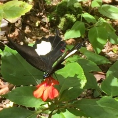 Papilio iswara