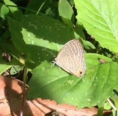 Jamides celeno aelianus