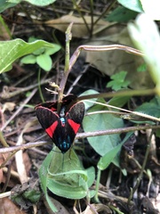 Cyanopepla scintillans