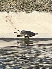 Apalone spinifera guadalupensis