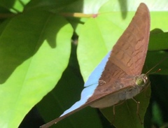 Tanaecia julii bougainvillei