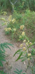 Senegalia bonariensis