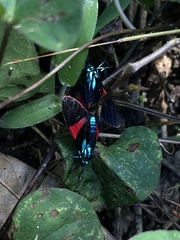 Cyanopepla scintillans