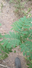Senegalia bonariensis