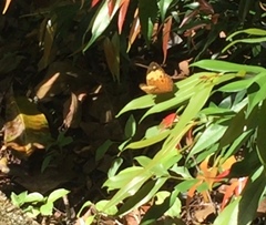 Cupha erymanthis lotis