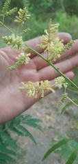 Senegalia bonariensis
